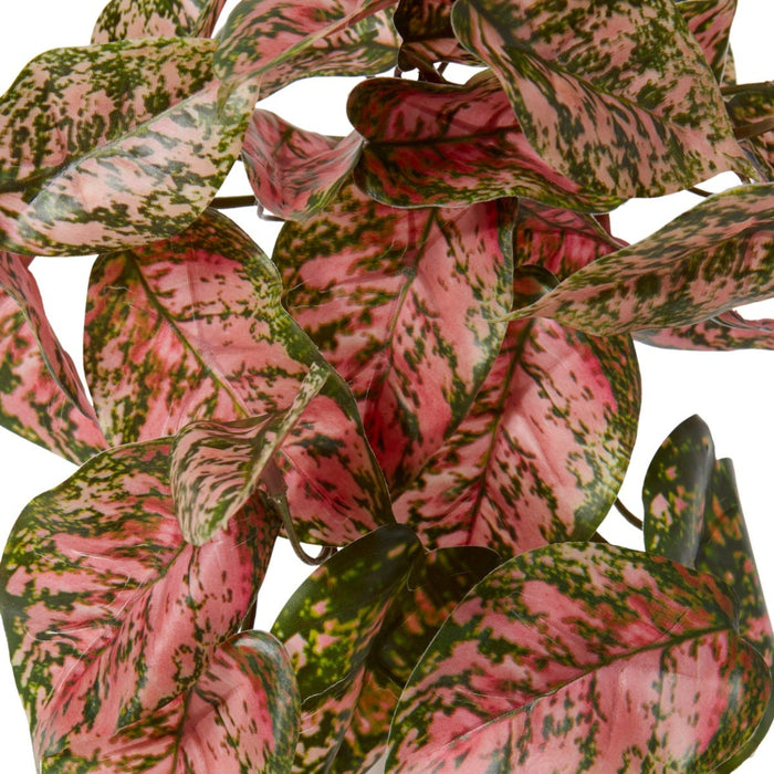 Aglaonema Hanging Plant Pack Of 12 - Green Pink, 40cm (H)
