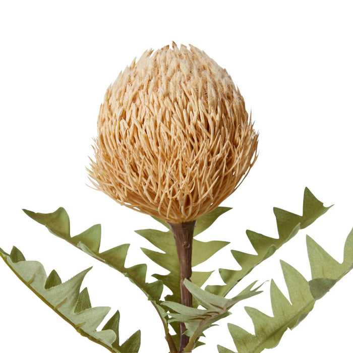 Banksia Baxteri Stem Pack of 12 - Beige, 69cm (H)