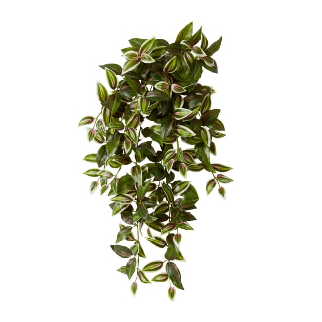 Wandering Jew Hanging Plant Pack of 6 - Green Pink, 65cm (H)