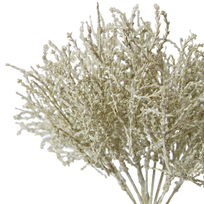 Santolina Bush Pack of 24 - Grey, 27cm (H)