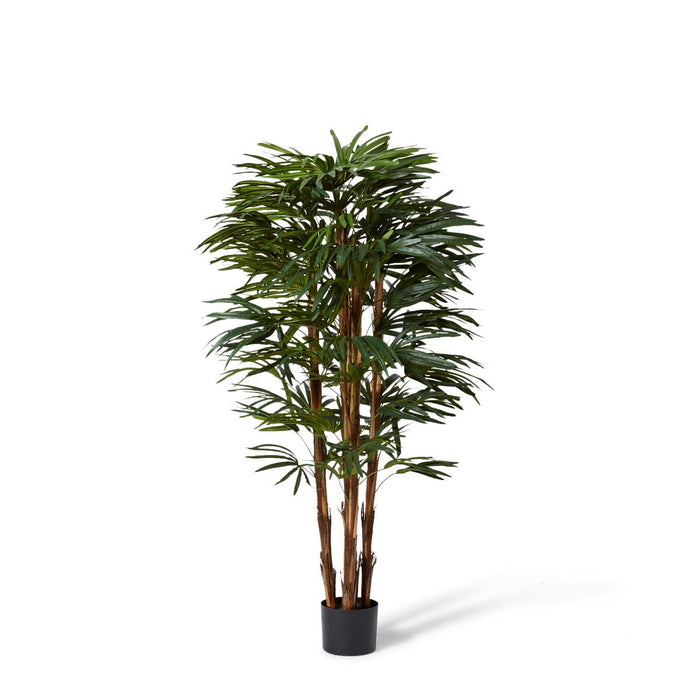 Palm Raphis Lady - Green, 150cm (H)