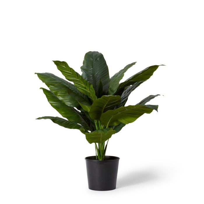 Spathiphyllum Potted - Green, 90cm (H)