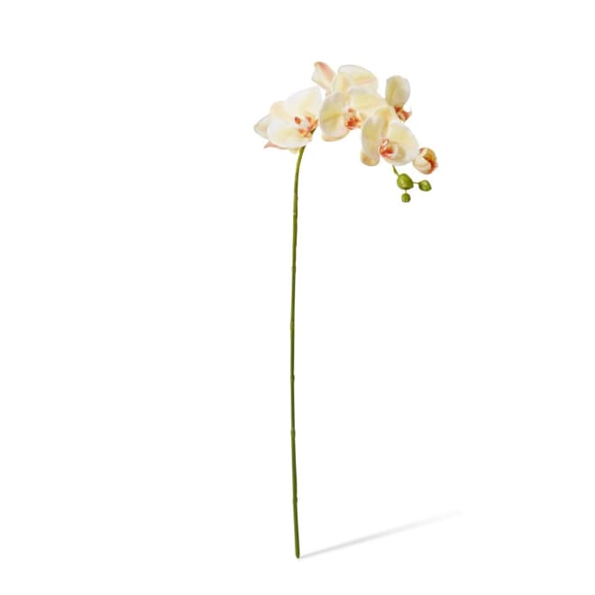 Phalaenopsis Lush Stem Pack Of 12 - Beauty, 78cm (H)