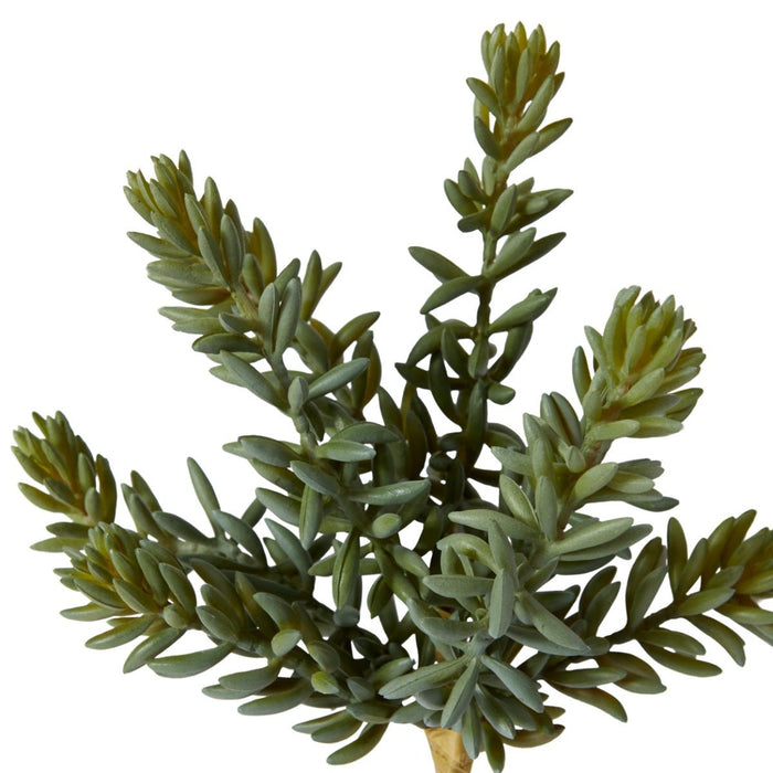 Sedum Stem Pack of 12 - Green, 20cm (H)