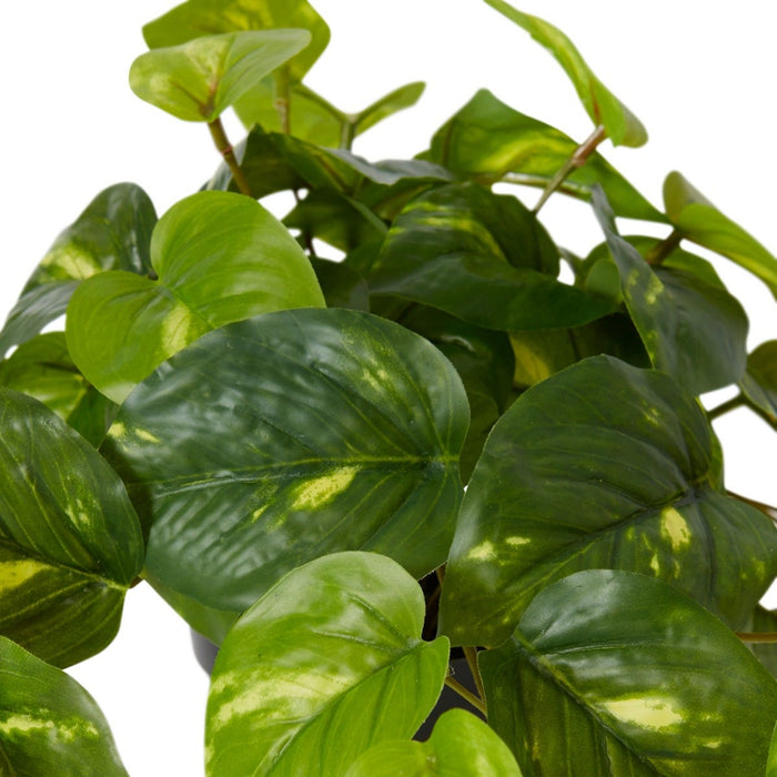 Pothos Golden Potted - Variegated, 24cm (H)