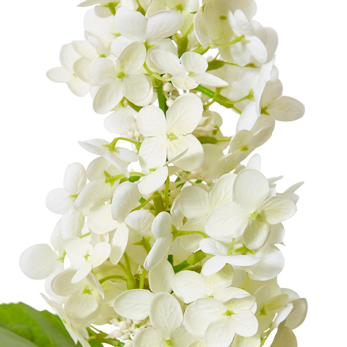 Cone Hydrangea (RT) Pack of 12 - White, 75cm (H)