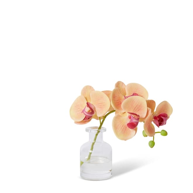 Phalaenopsis Orchid in Vase - Apricot, 20cm (H)