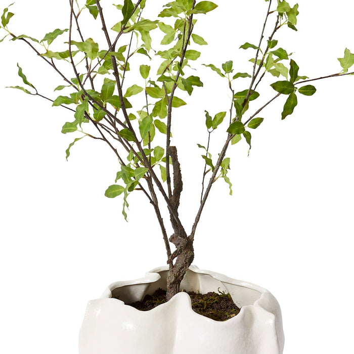 Pittosporum Plant - Zilia Bow - Ivory/Green, 100cm (H)
