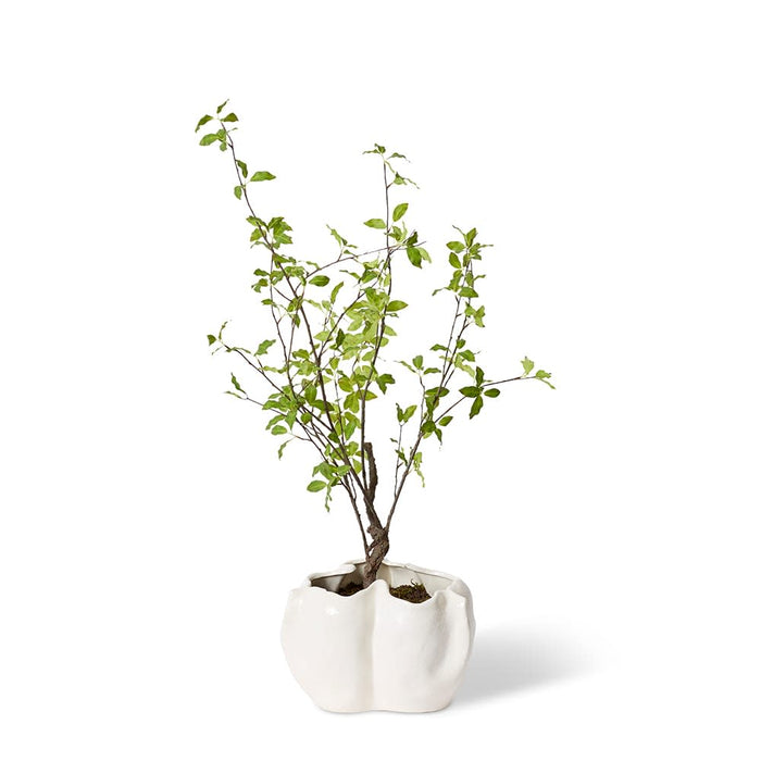 Pittosporum Plant - Zilia Bow - Ivory/Green, 100cm (H)