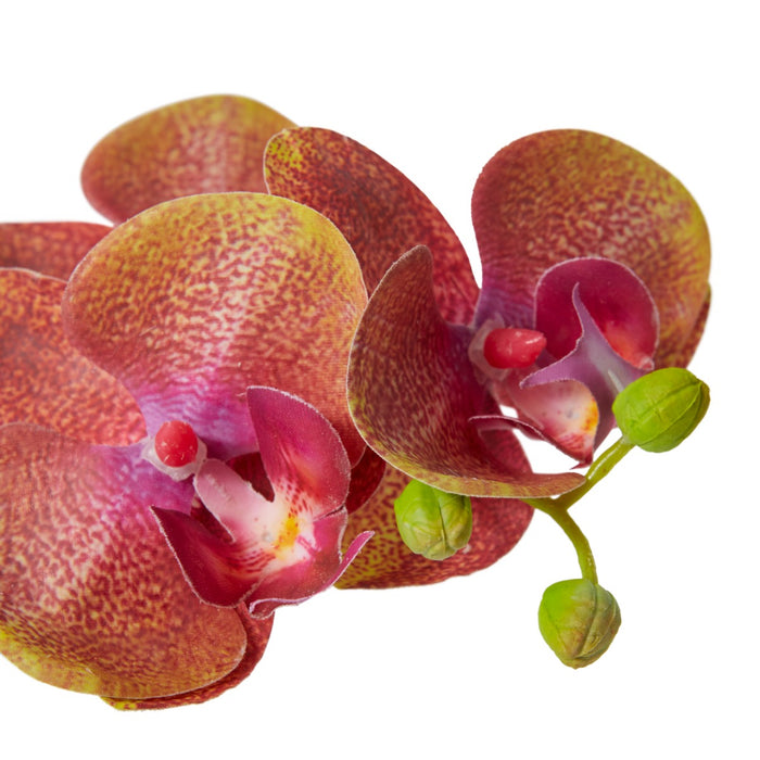 Phalaenopsis Orchid in Vase - Green/Burgundy, 20cm (H)