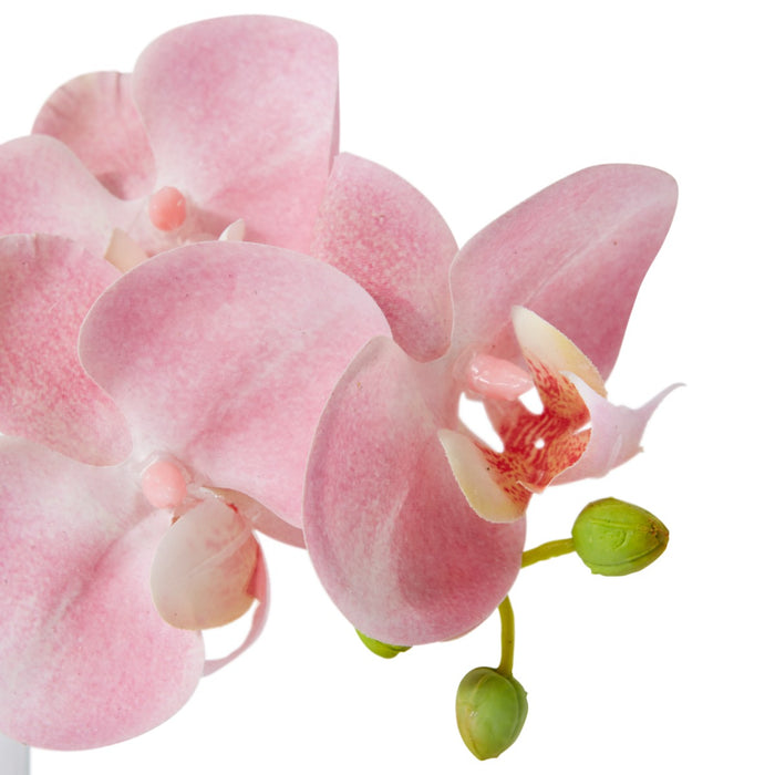 Phalaenopsis Orchid in Vase - Pink, 20cm (H)