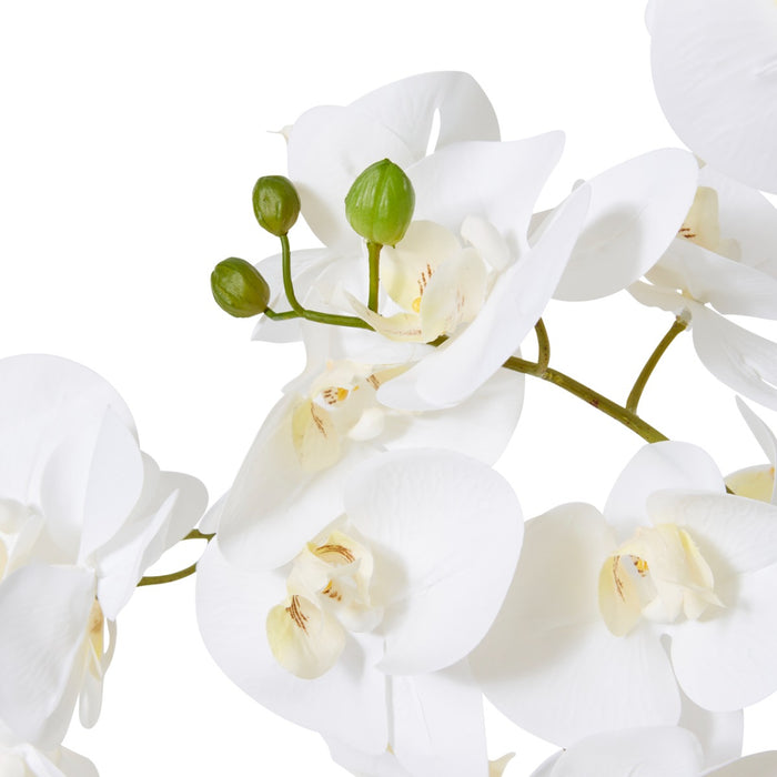 Phalaenopsis Curved Bowl - White/White, 70cm (H)