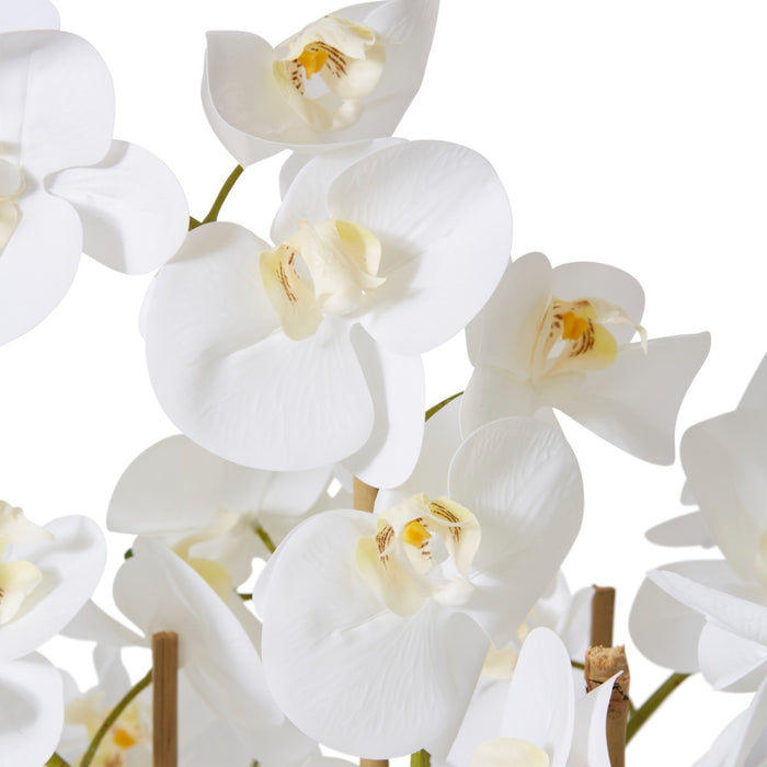 Phalaenopsis Curved Bowl - White/White, 85cm (H)
