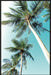 Cape Coral Wall Art