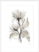 Chrysanthemum II Wall Art