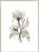 Chrysanthemum II Wall Art