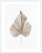Dried II Wall Art