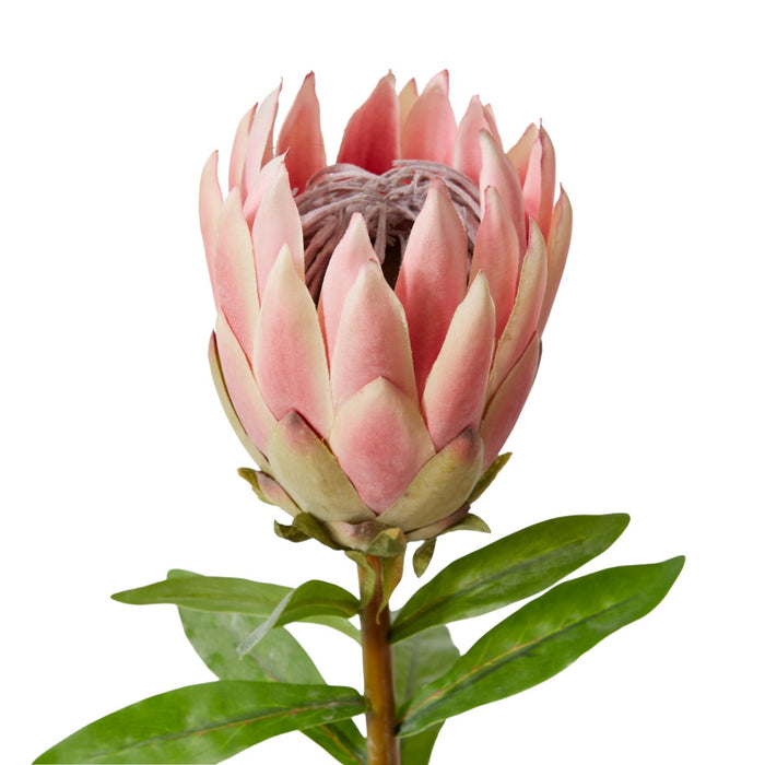 Protea King Stem Pack Of 12 - Pink, 68cm (H)
