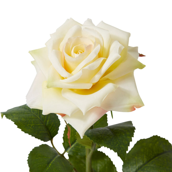 Rose Classic Stem Pack Of 12 - ChampAne, 46cm (H)