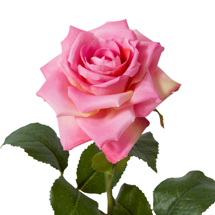 Rose Classic Stem Pack Of 12 - Pink, 46cm (H)