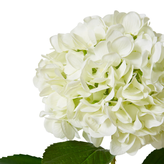 Hydrangea Grand Stem Pack Of 12 - White, 69cm (H)
