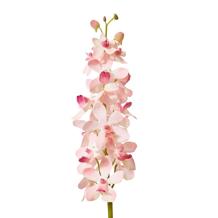 Orchid Vanda Stem Pack of 12 - Pink, 69cm (H)