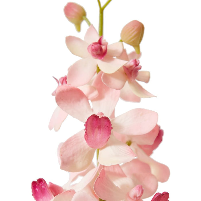 Orchid Vanda Stem Pack of 12 - Pink, 69cm (H)