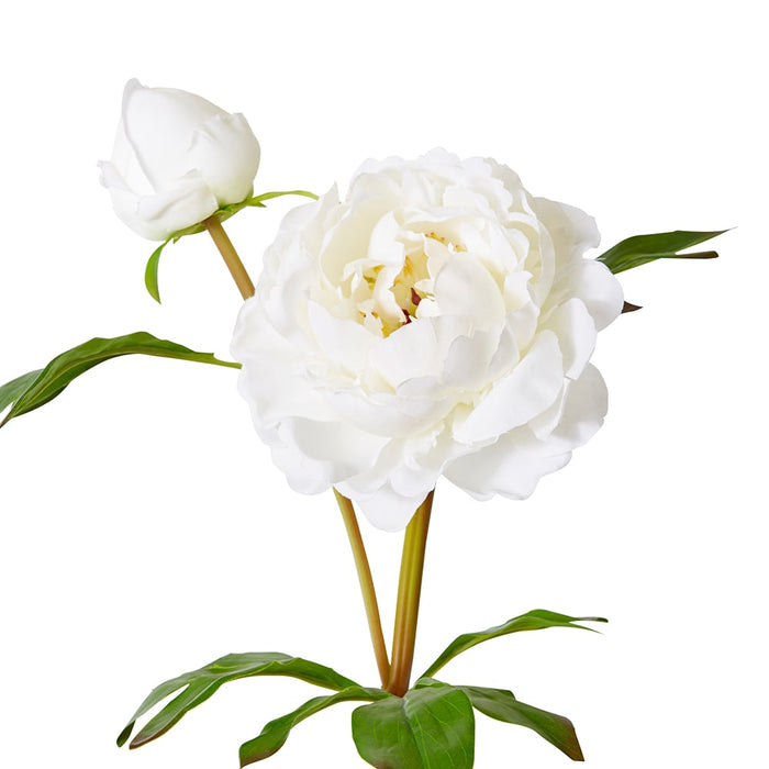 Peony Garden Spray (RT) Pack Of 12 - White, 62cm (H)