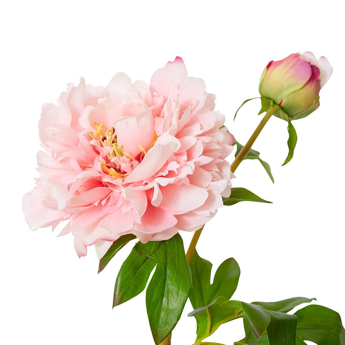 Peony Festiva Spray (RT) Pack Of 12 - Blush Pink, 61cm (H)
