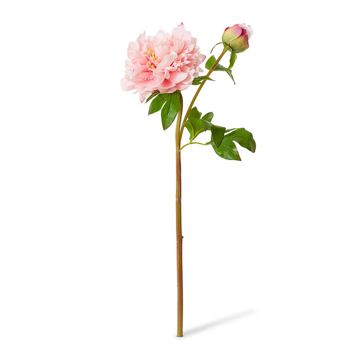 Peony Festiva Spray (RT) Pack Of 12 - Blush Pink, 61cm (H)