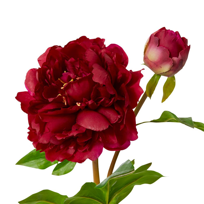 Peony Festiva Spray (RT) Pack Of 12 - Burgundy, 61cm (H)