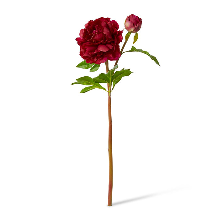 Peony Festiva Spray (RT) Pack Of 12 - Burgundy, 61cm (H)