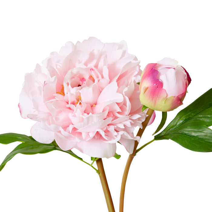 Peony Festiva Spray (RT) Pack Of 12 - Soft Pink, 61cm (H)