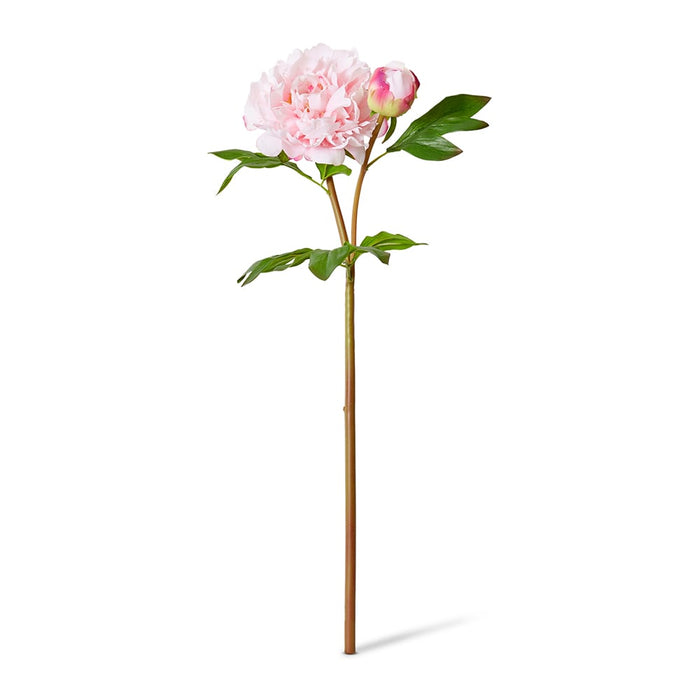Peony Festiva Spray (RT) Pack Of 12 - Soft Pink, 61cm (H)