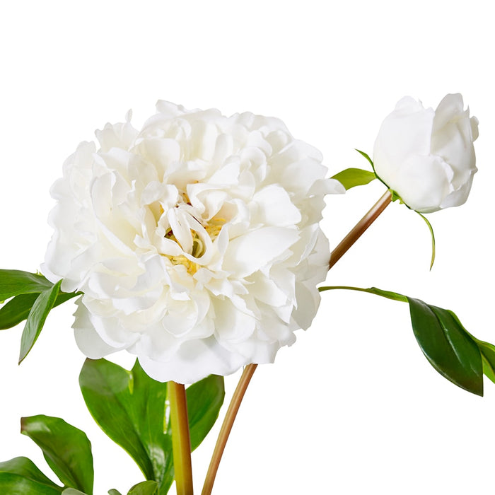 Peony Festiva Spray (RT) Pack Of 12 - White, 61cm (H)