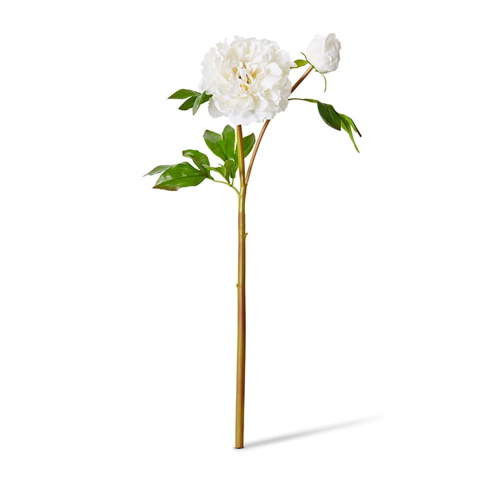 Peony Festiva Spray (RT) Pack Of 12 - White, 61cm (H)