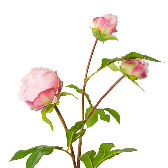 Peony Bud Spray (RT) Pack Of 12 - Blush Pink, 62cm (H)