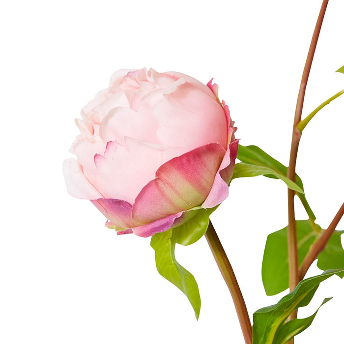 Peony Bud Spray (RT) Pack Of 12 - Blush Pink, 62cm (H)
