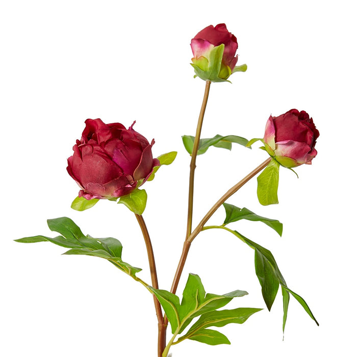 Peony Bud Spray (RT) Pack Of 12 - Burgundy, 62cm (H)