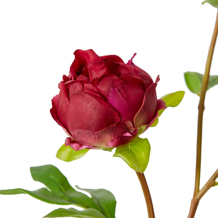 Peony Bud Spray (RT) Pack Of 12 - Burgundy, 62cm (H)
