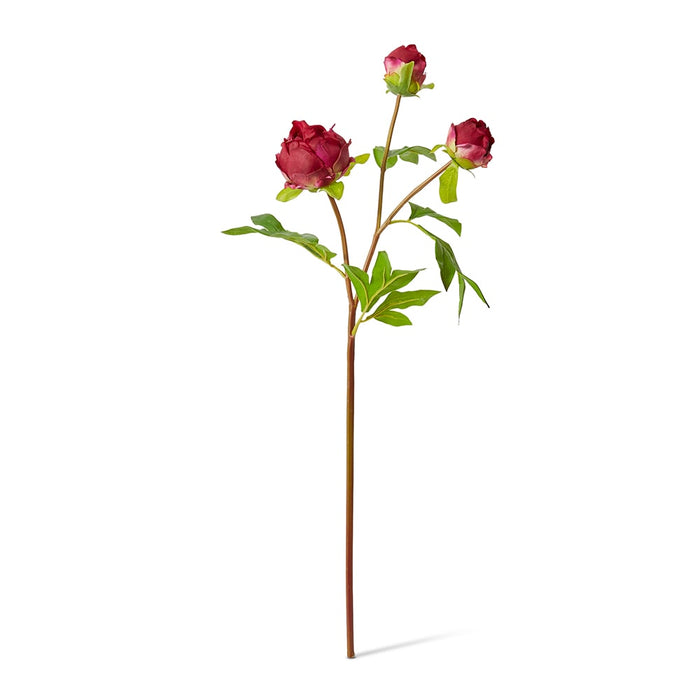 Peony Bud Spray (RT) Pack Of 12 - Burgundy, 62cm (H)