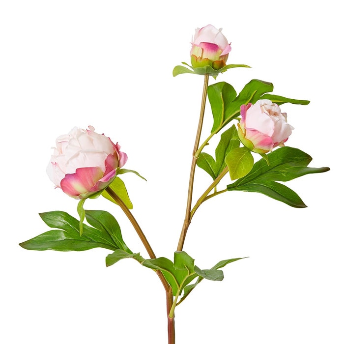 Peony Bud Spray (RT) Pack Of 12 - Pink, 62cm (H)