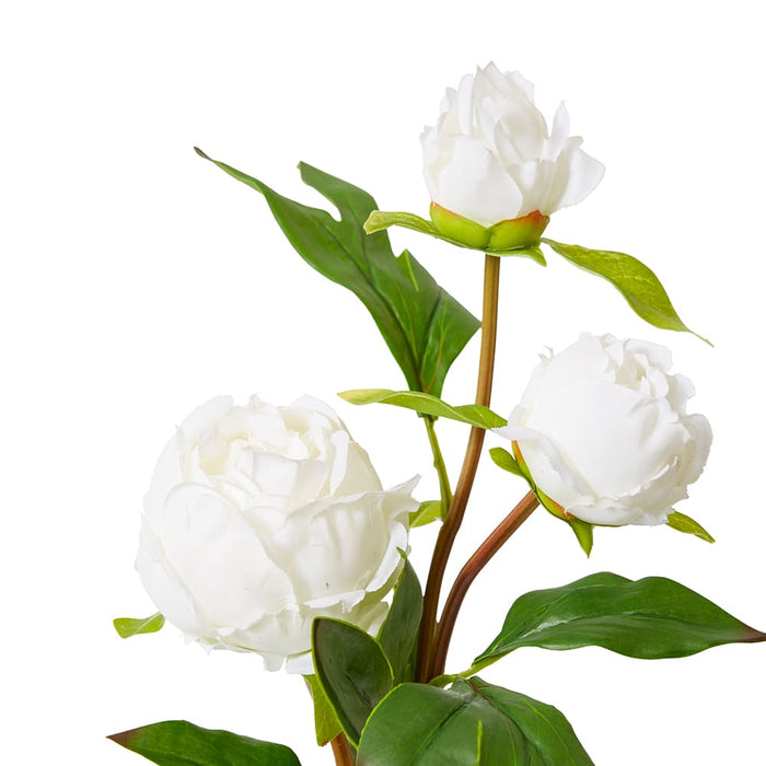 Peony Bud Spray (RT) Pack Of 12 - White, 62cm (H)