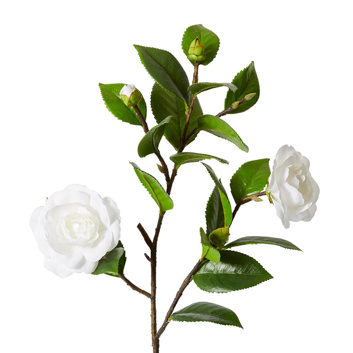 Camellia Spray Pack Of 12 - White/Green, 69cm (H)