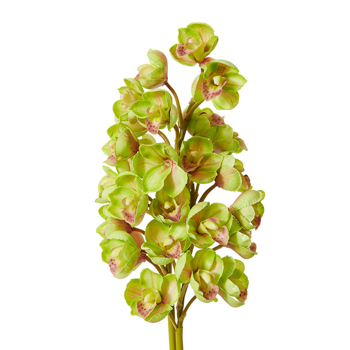 Cymbidium Stem Bundle x 2 Pack of 6 - Green, 74cm (H)
