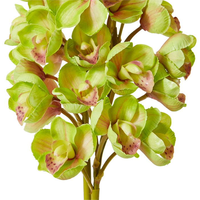 Cymbidium Stem Bundle x 2 Pack of 6 - Green, 74cm (H)