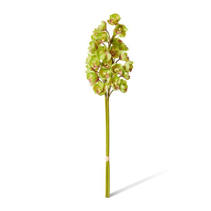 Cymbidium Stem Bundle x 2 Pack of 6 - Green, 74cm (H)