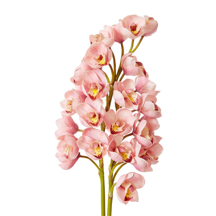 Cymbidium Stem Bundle x 2 Pack of 6 - Pink, 74cm (H)