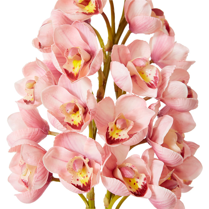 Cymbidium Stem Bundle x 2 Pack of 6 - Pink, 74cm (H)