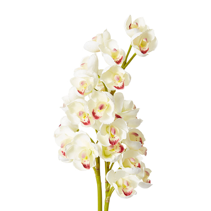 Cymbidium Stem Bundle x 2 Pack of 6 - White, 74cm (H)